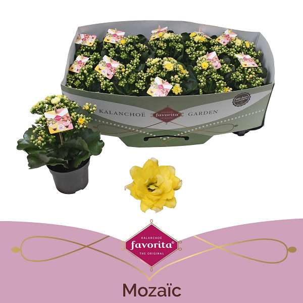 Picture of Kalanchoe mozaic