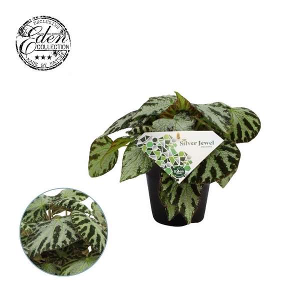 Picture of Begonia silver jewell