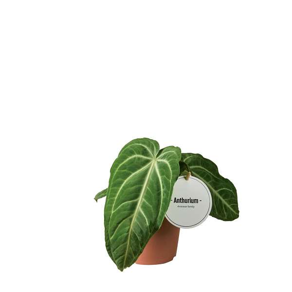 Picture of Anthurium villenaorum