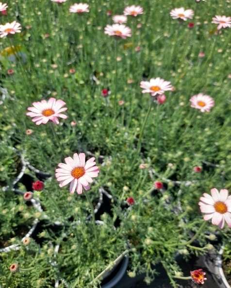 Picture of Rhodanthemum marakesh