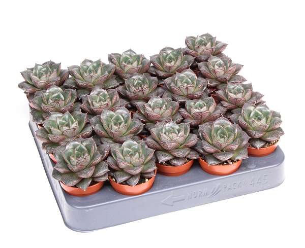 Picture of Echeveria purpusorum