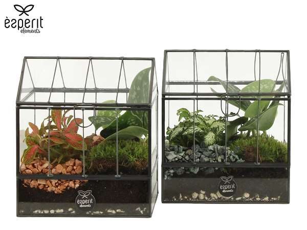 Picture of Terrarium