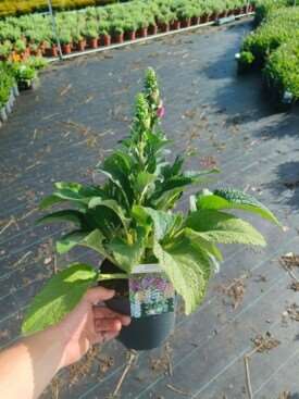 Picture of Digitalis
