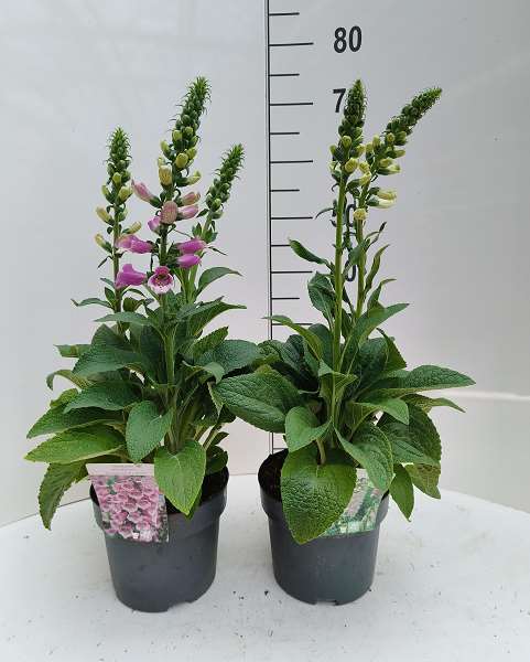 Picture of Digitalis