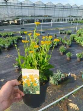 Picture of Geum