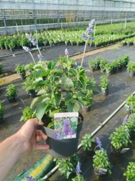 Picture of Salvia farinacea mystic spires