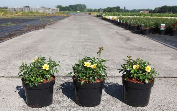 Picture of Rosa bee gold