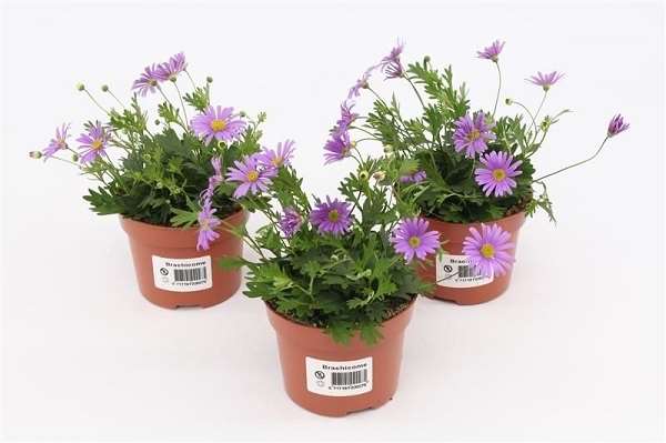 Picture of Brachyscome brasco