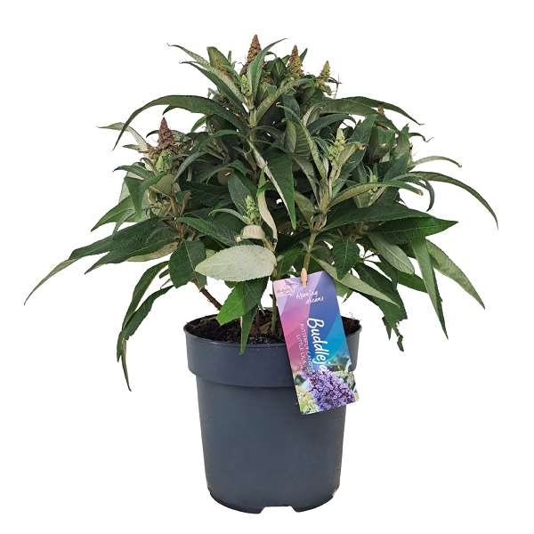 Picture of Buddleja candy little lila