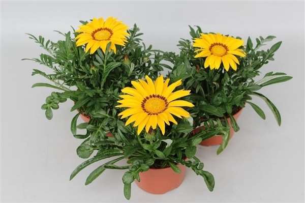 Picture of Gazania big kiss yellow