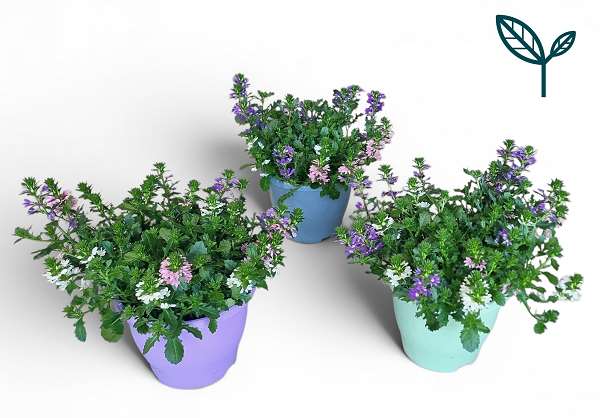 Picture of Scaevola fanfana trio