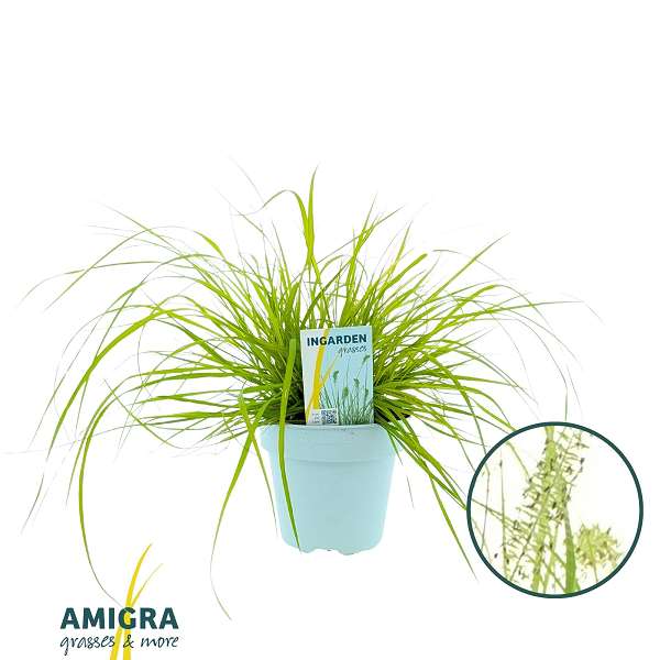 Picture of Pennisetum alopecuroides hameln gold