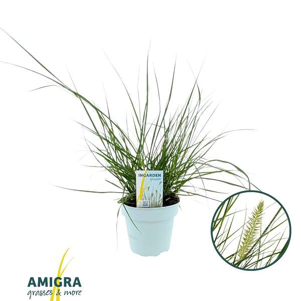 Picture of Pennisetum alopecuroides hameln