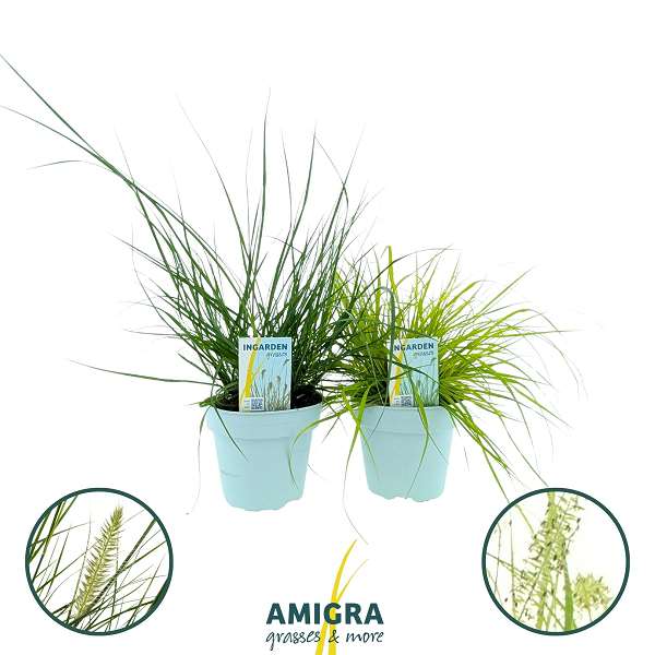 Picture of Pennisetum alopecuroides mix