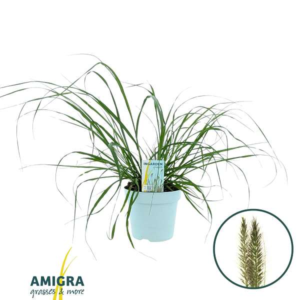 Picture of Pennisetum alopecuroides black alvernee