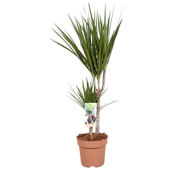 Picture of DRACAENA MARGINATA 030+/10+