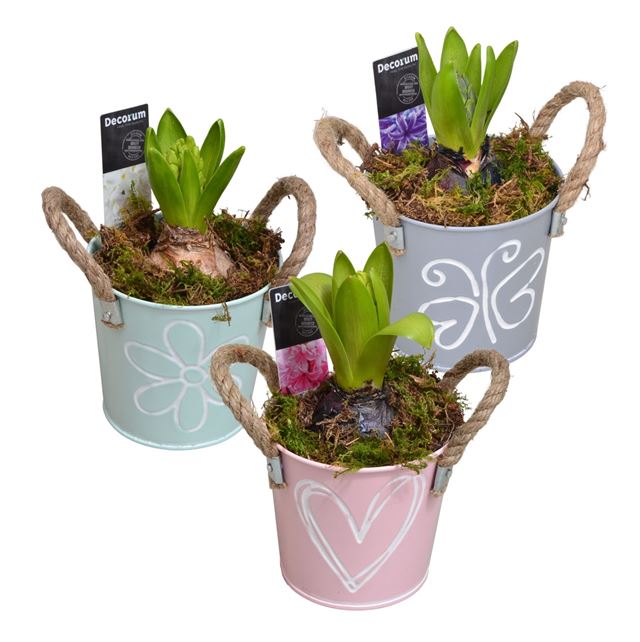 Picture of Hyacinthus 01bulb zinc bucket