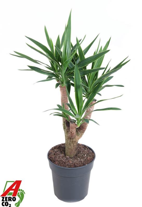Picture of Yucca elephantipes puck branched