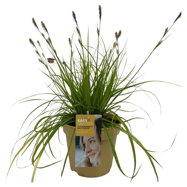 Picture of Carex oshimensis everillo yellow pot