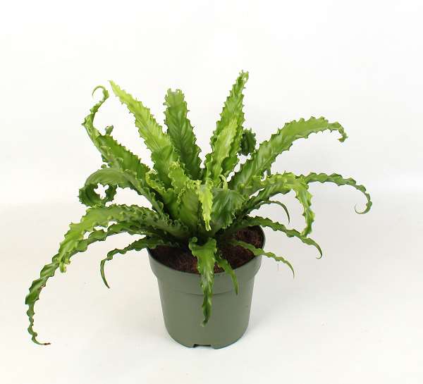 Picture of Asplenium antiquum osaka