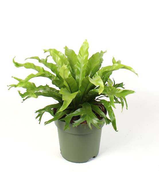 Picture of Asplenium nidus crissie