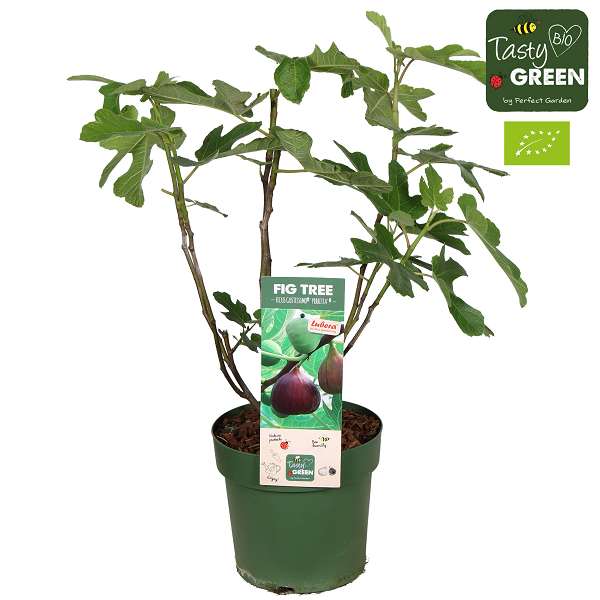 Picture of Ficus carica gustissimo perretta bio