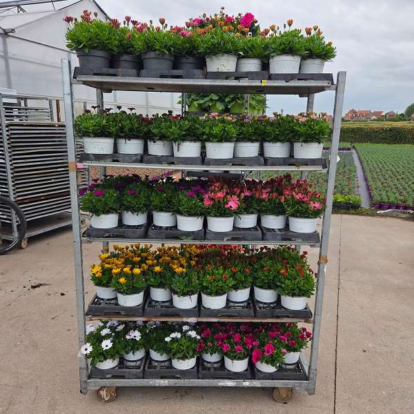Picture of Osteospermum mix