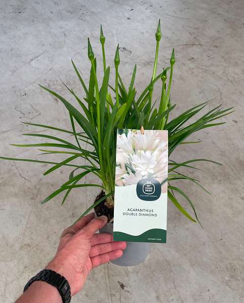 Picture of Agapanthus double diamond