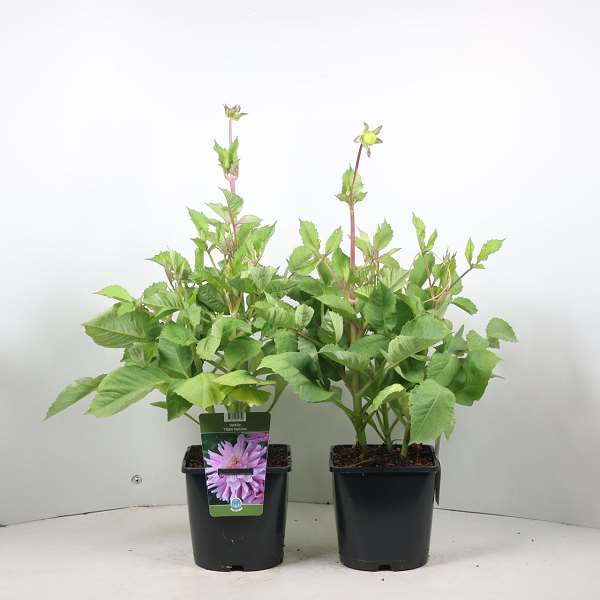 Picture of Dahlia titan dulcina