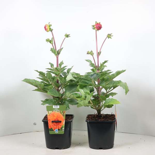 Picture of Dahlia titan spectra