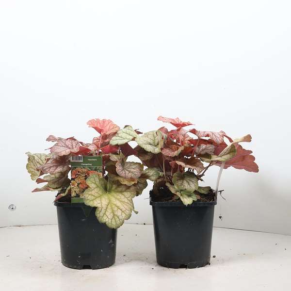 Picture of Heuchera changeling