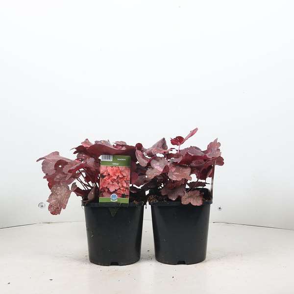 Picture of Heuchera galaxy