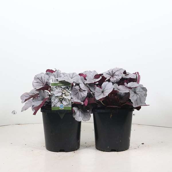 Picture of Heuchera silverberry