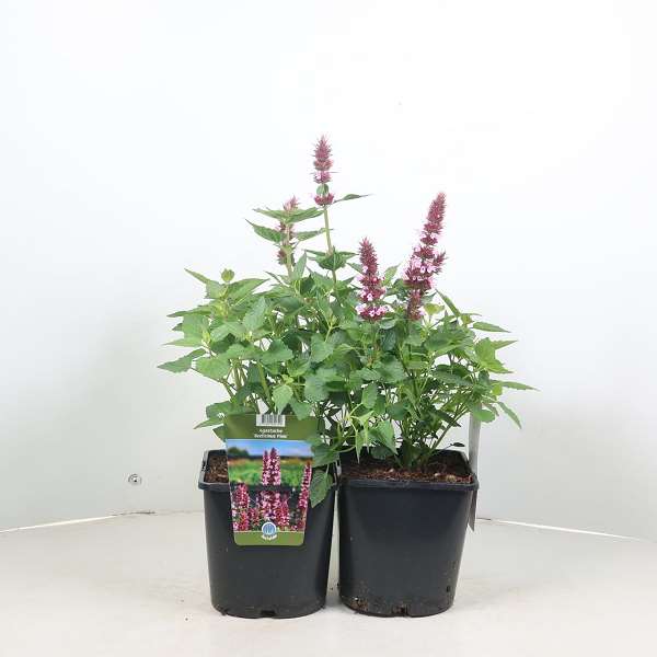 Picture of Agastache beelicious pink