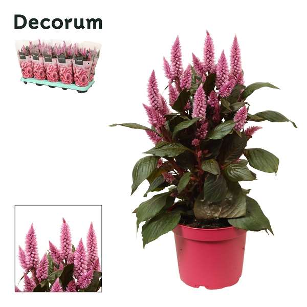 Picture of Celosia merida pink