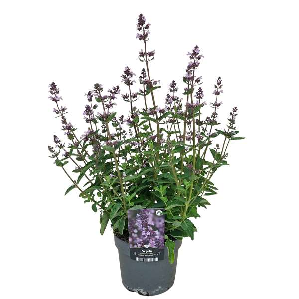 Picture of Nepeta serene wild orchid