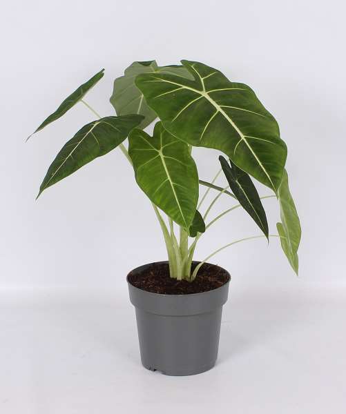 Picture of Alocasia frydek