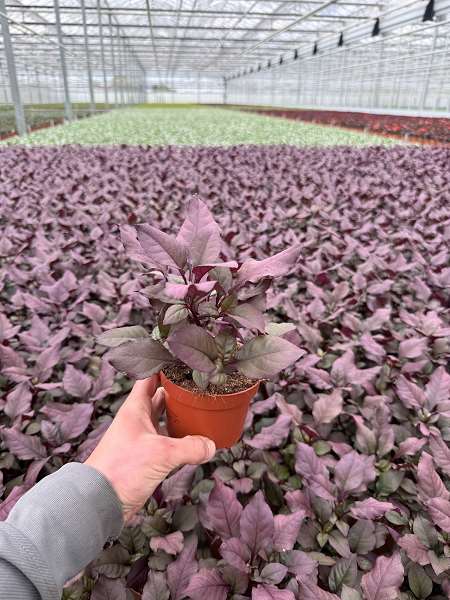 Picture of Alternanthera dentate purple knight