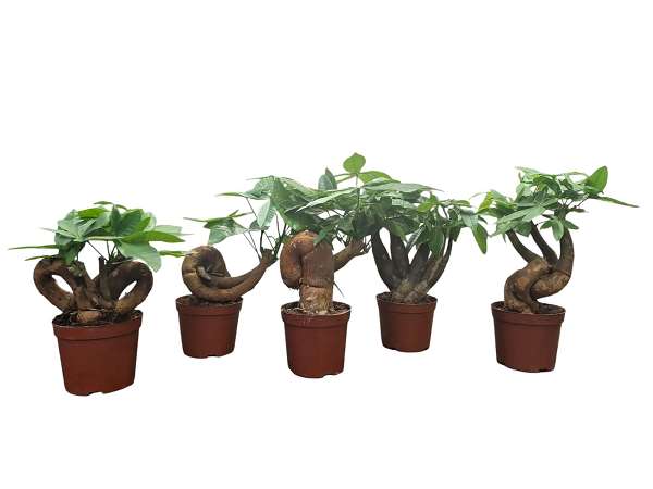 Picture of Pachira aquatica bonsai mix