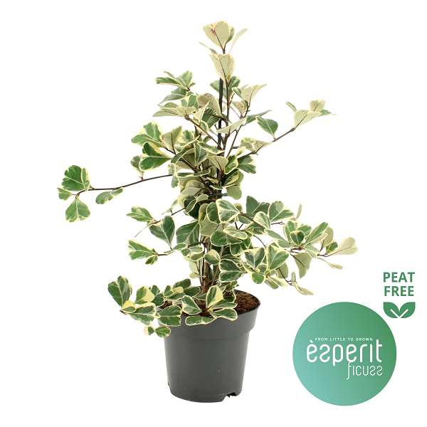 Picture of Ficus natalensis sweetheart