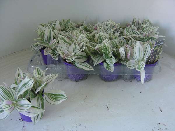 Picture of Tradescantia unicorn