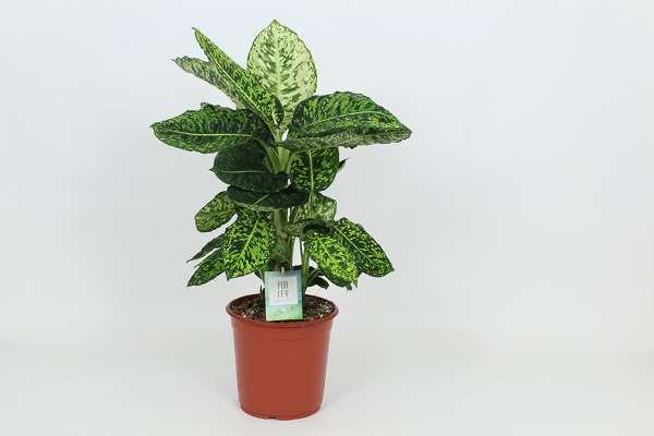 Picture of Dieffenbachia reflector