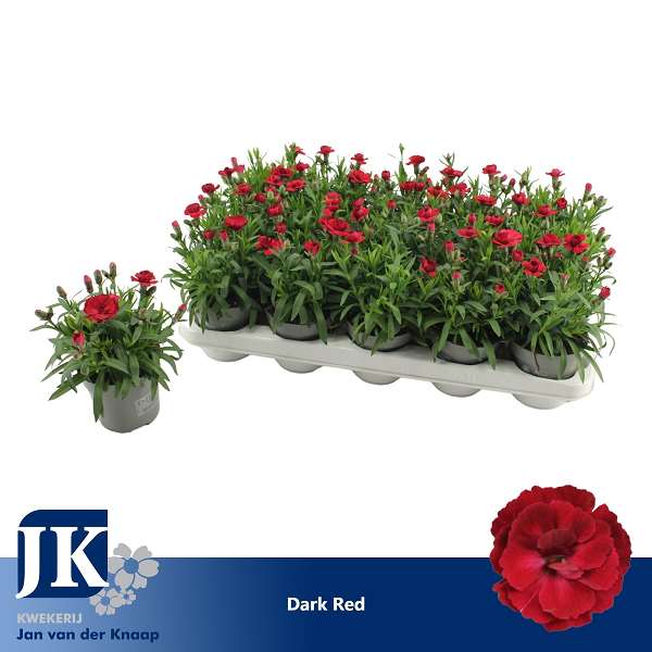 Picture of Dianthus caryophyllus dark red