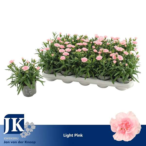 Picture of Dianthus caryophyllus light pink