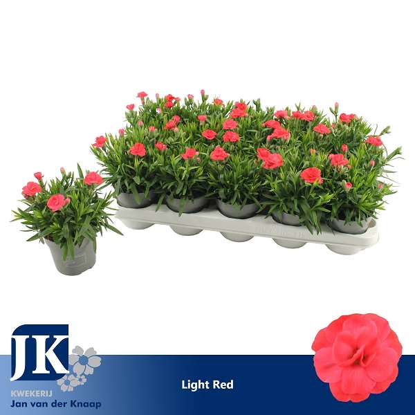 Picture of Dianthus caryophyllus light red