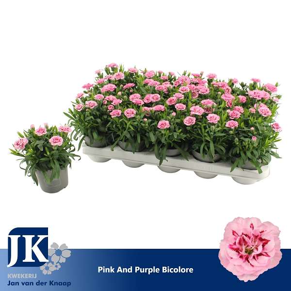 Picture of Dianthus caryophyllus pink purple bicolor