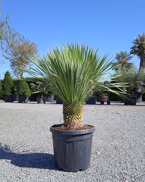 Picture of YUCCA ROSTRATA C45L