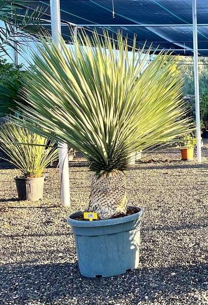 Picture of Yucca rostrata