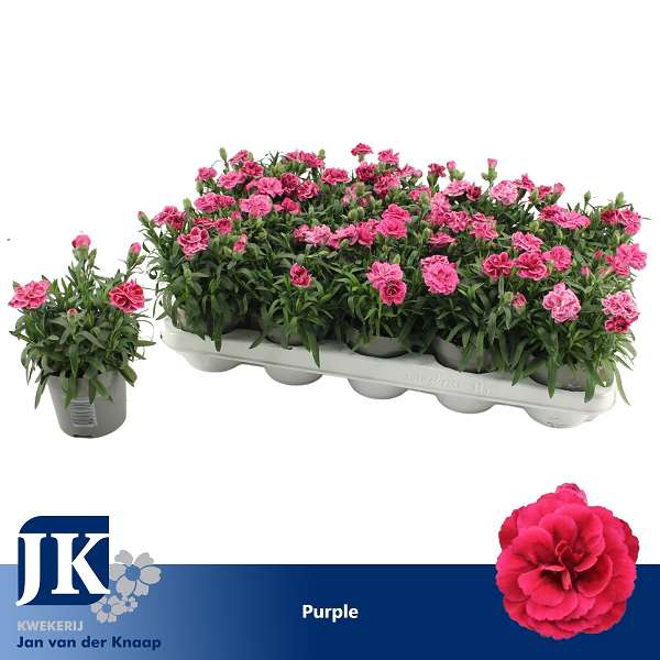 Picture of Dianthus caryophyllus purple