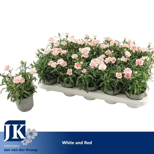 Picture of Dianthus caryophyllus white red bicolor